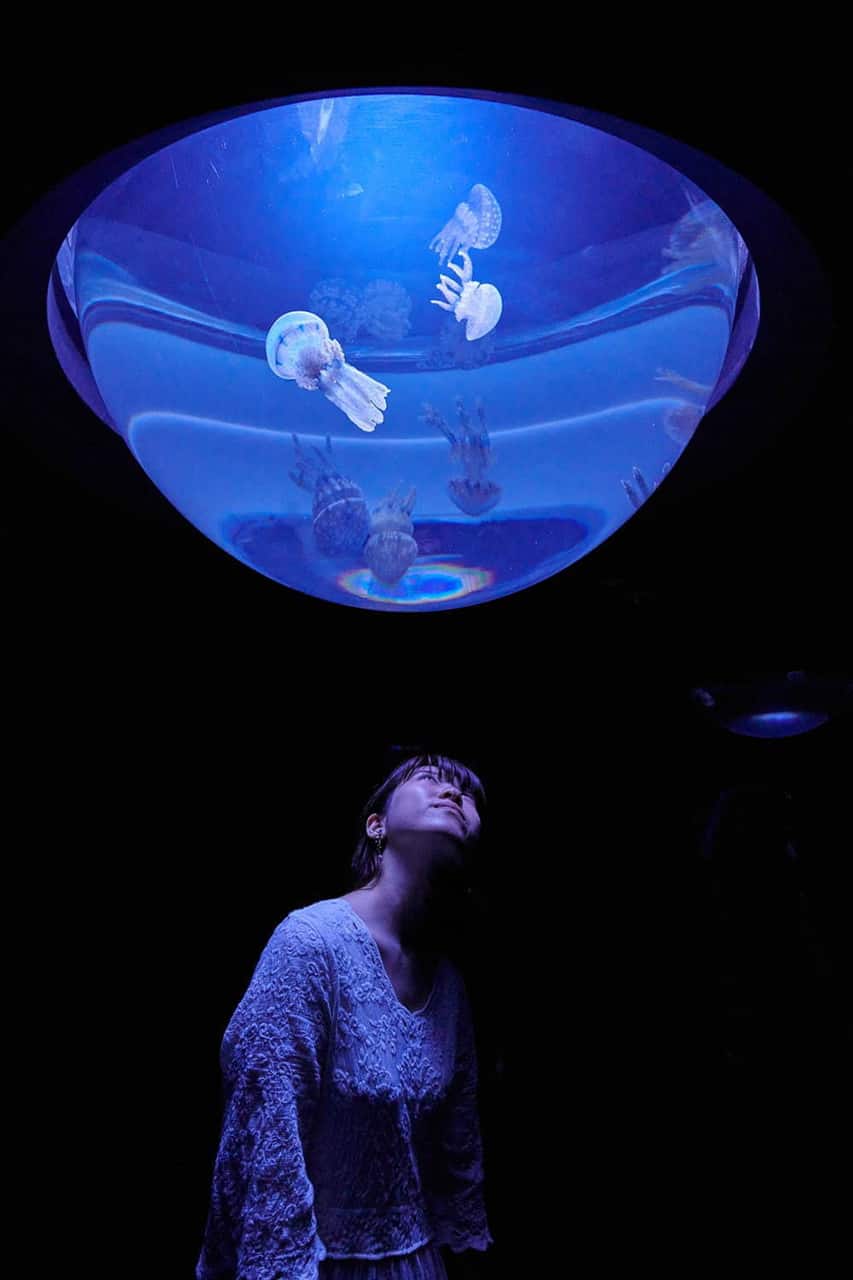 บริเวณโซน Kurage Drop ภายใน Sunshine Aquarium