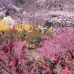 Hanamiyama 3 (Fukushima Prefecture)