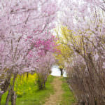 Hanamiyama 4 (Fukushima Prefecture)