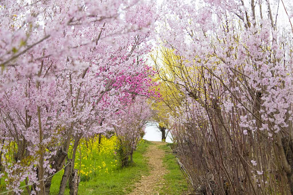 ผ่อนคลายในบรรยากาศที่สดชื่อของสวนดอกไม้ใน ฟุกุชิมะ