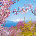 Hanamiyama 5 (Fukushima Prefecture)