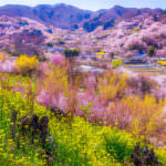 Hanamiyama 7 (Fukushima Prefecture)