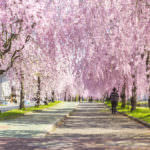 Nichuusen Sakura 2 (Fukushima Prefecture).jpg