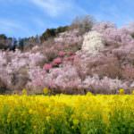 e6a0c186cc188696cc798507246f0f65_m