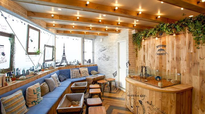 คาเฟ่เม่นแคระ (Hedgehog Cafe) ใน โตเกียว : HARRY Harinezumi Cafe