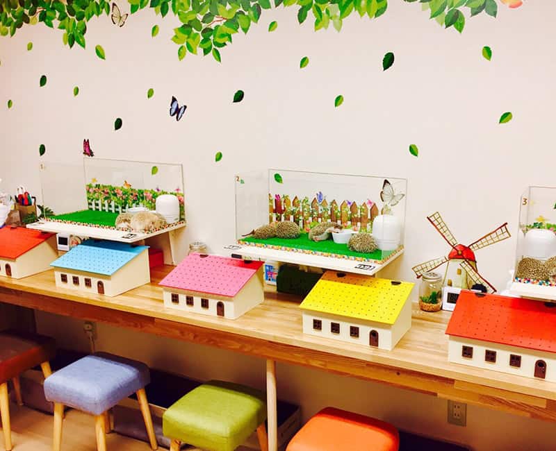 คาเฟ่เม่นแคระ (Hedgehog Cafe) ใน โตเกียว : HAGU CAFE