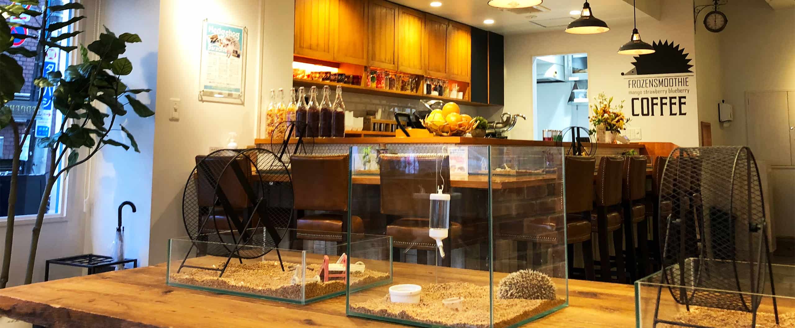 คาเฟ่เม่นแคระ (Hedgehog Cafe) ใน โตเกียว : Harinezumi Paradise