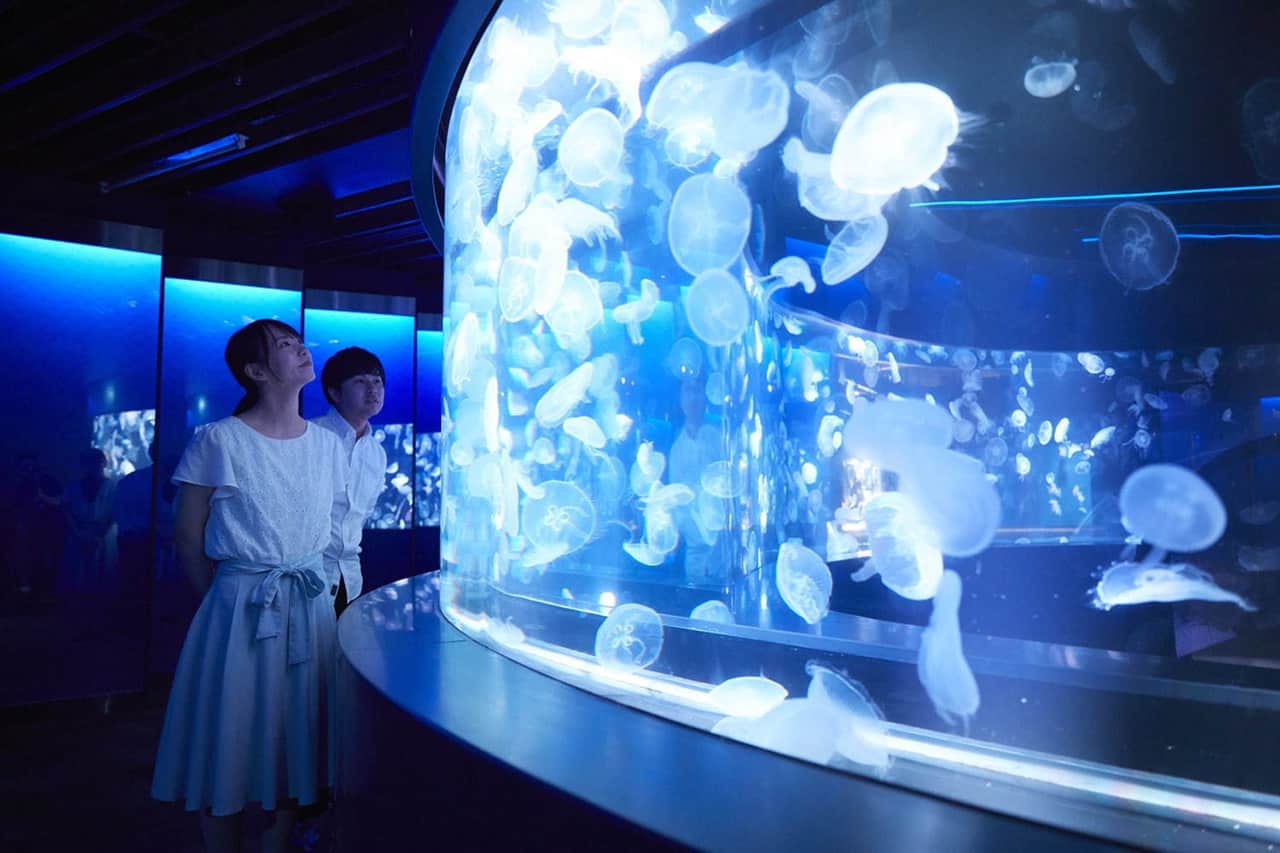 Jellyfish Wonder พื้นที่จัดแสดงแมงกะพรุน 5,000 ชีวิต ที่มีความหลากหลายถึง 20 สายพันธุ์ ภายใน Kyoto Aquarium จังหวัดเกียวโต