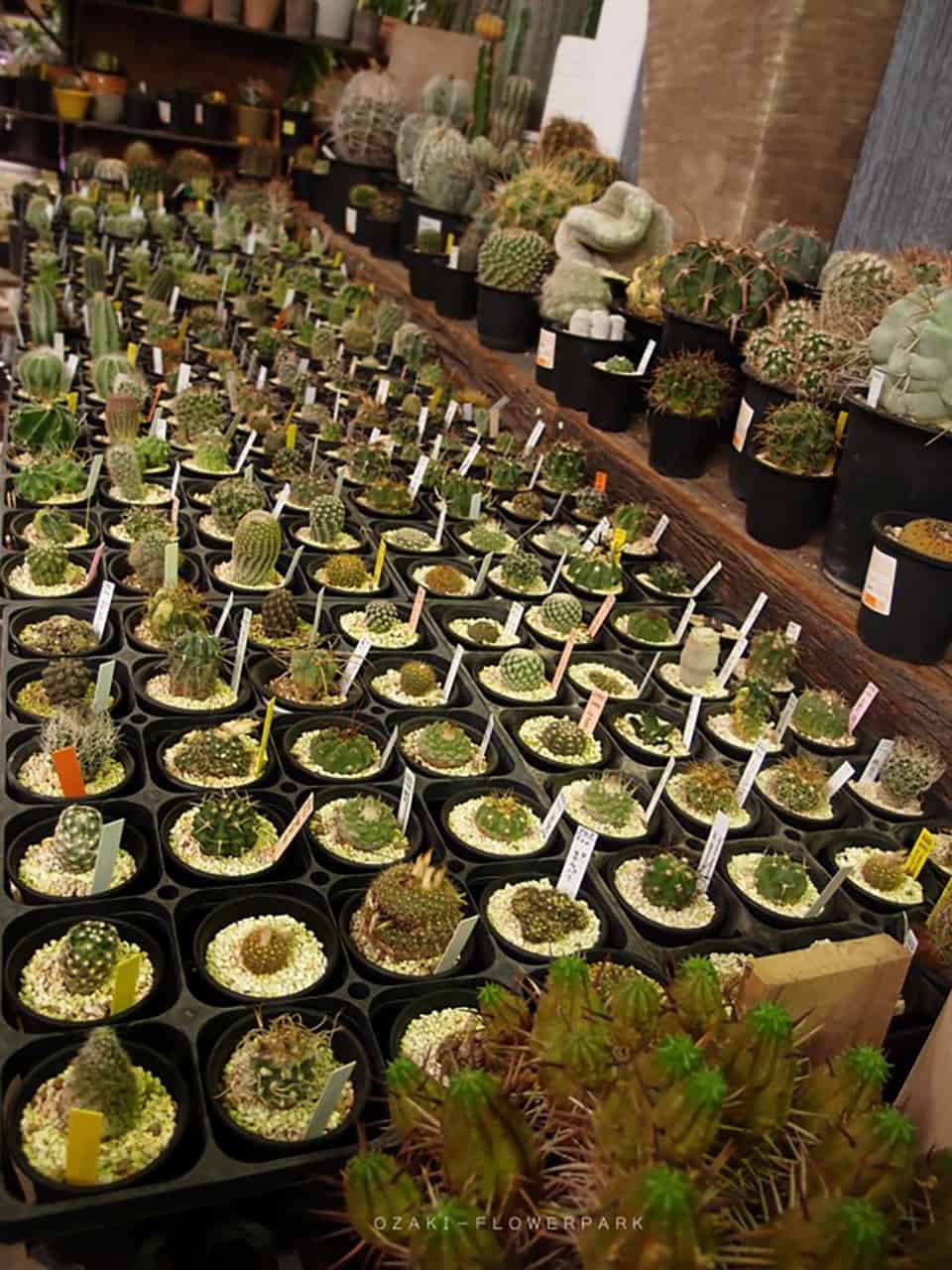 แคคคัส ญี่ปุ่น หลากหลายสายพันธุ์ที่ Ozaki Flower Park โตเกียว