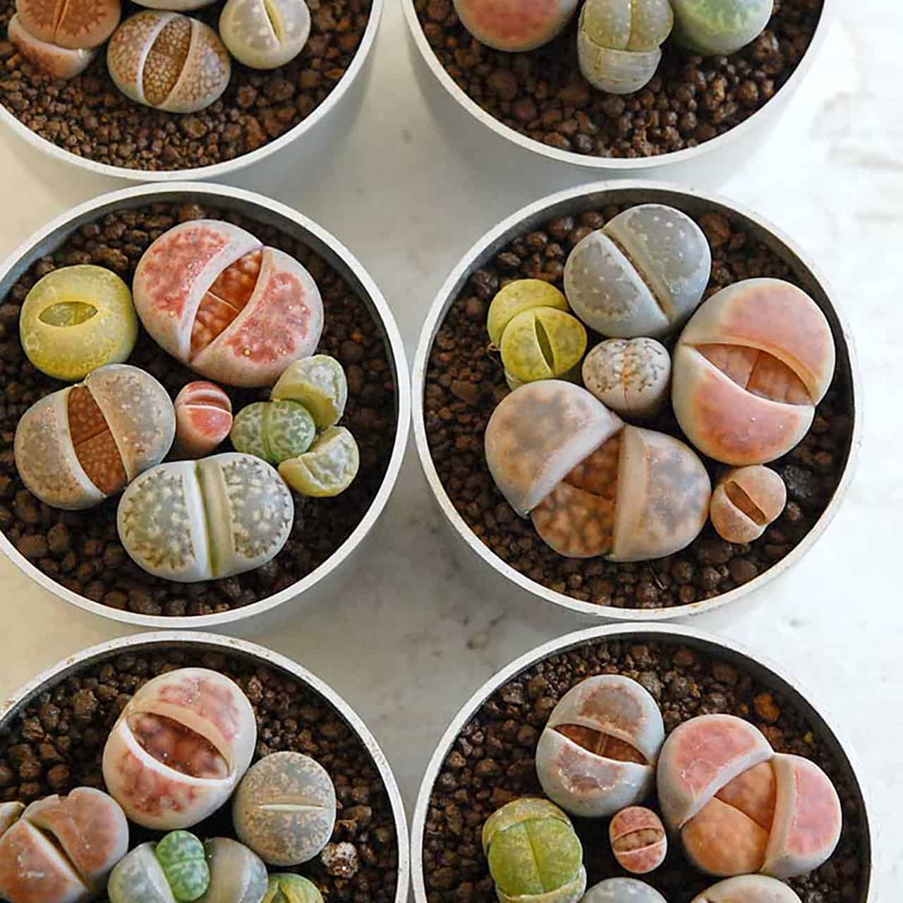 แคคตัส ญี่ปุ่น