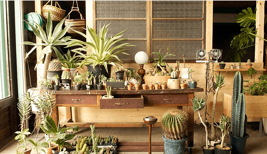 แคคตัสในญี่ปุ่น : ซาโบเต็น มิสไซล์ (Saboten Missile) ชิบะ