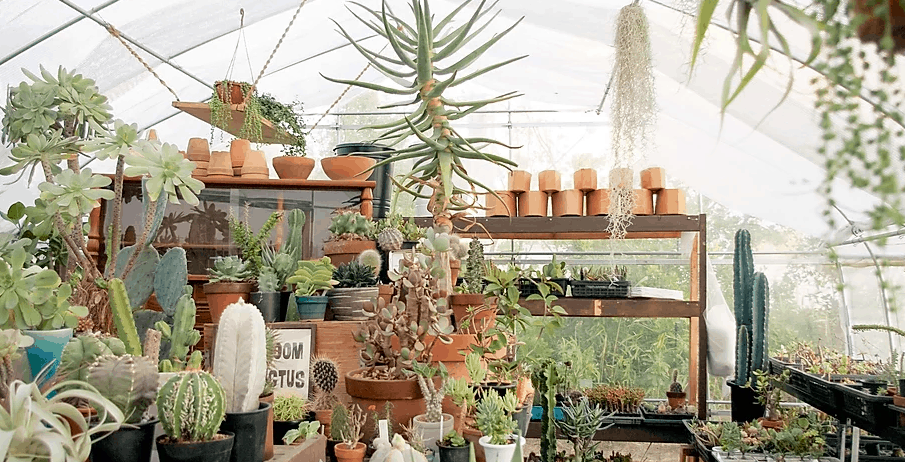 แคคตัส ญี่ปุ่น : Saboten Missile