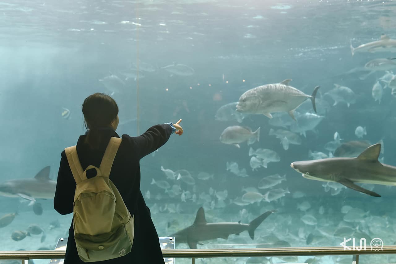 ใน Suma Aqualife Park มีปลาหลากหลายสายพันธุ์ให้เราได้ชมอย่างเพลิดเพลิน