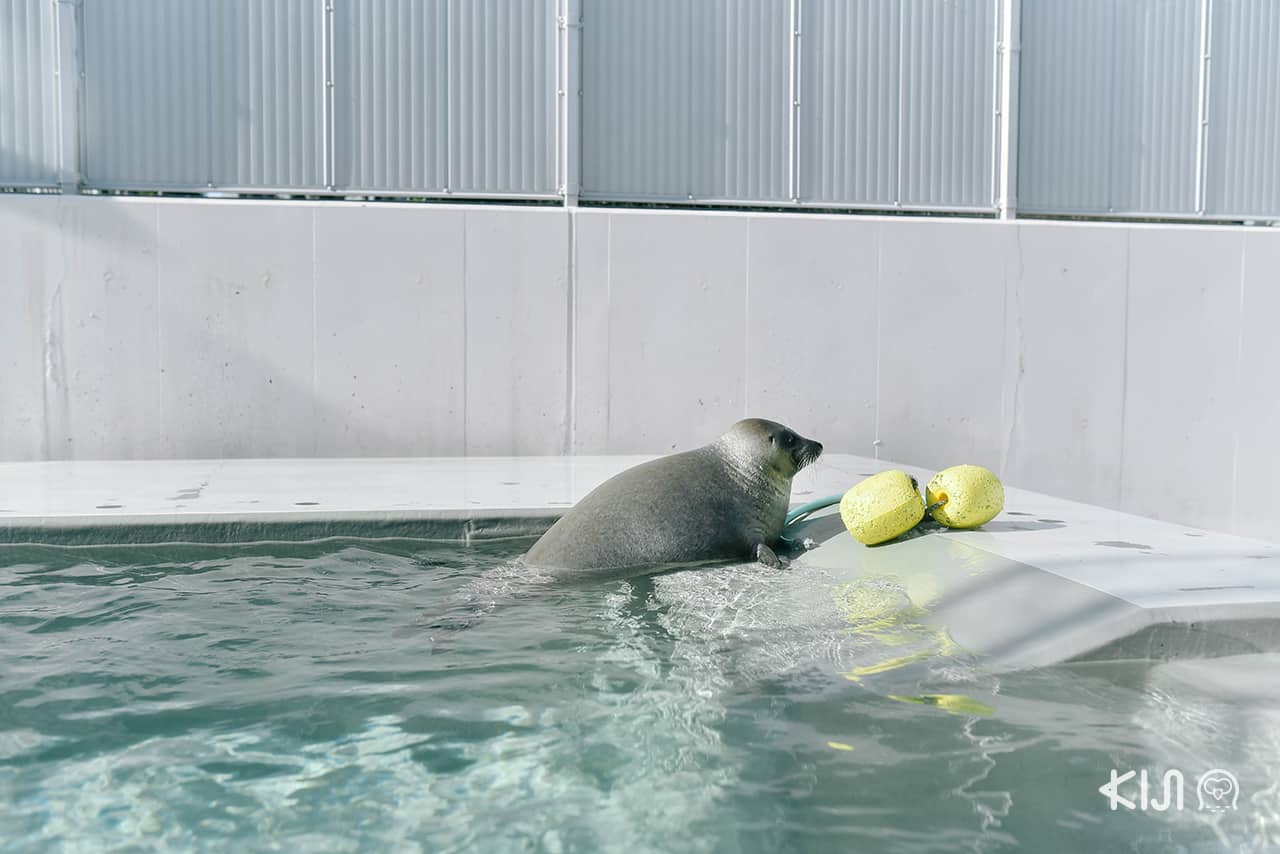 แมวน้ำสุดน่ารักภายใน Suma Aqualife Park