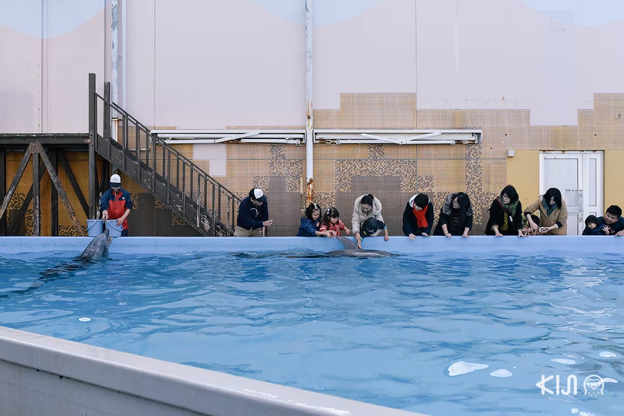 Suma Aqualife Park เปิดโอกาสให้นักท่องเที่ยวได้สัมผัสโลมาได้อย่างใกล้ชิด