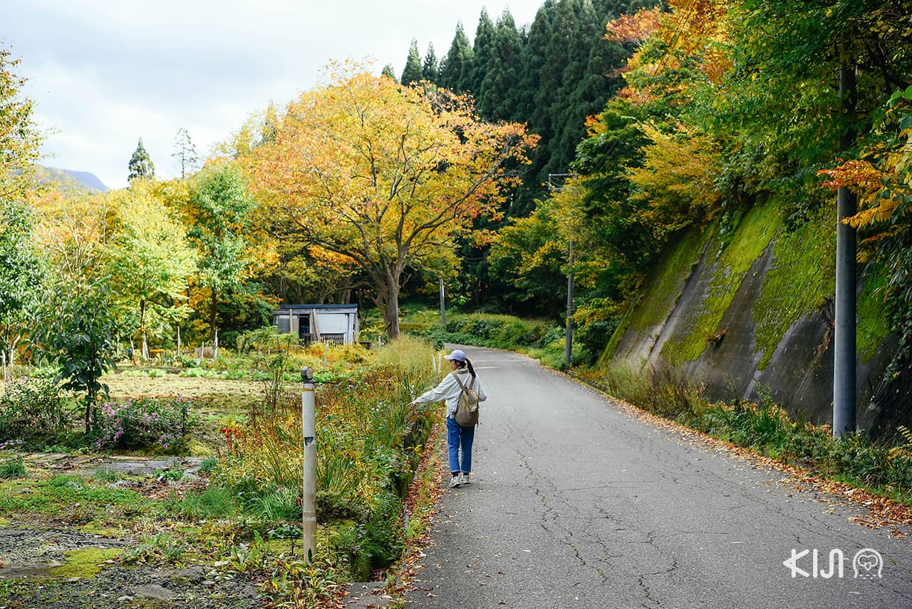 ชมใบไม้เปลี่ยนสีที่โอยาสุเคียว (Oyasukyo) จ.อาคิตะ