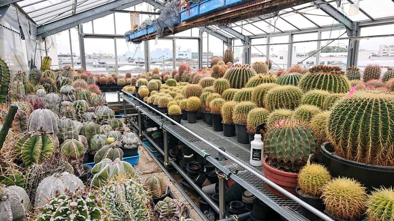 แคคตัส ญี่ปุ่น : Aisen-en