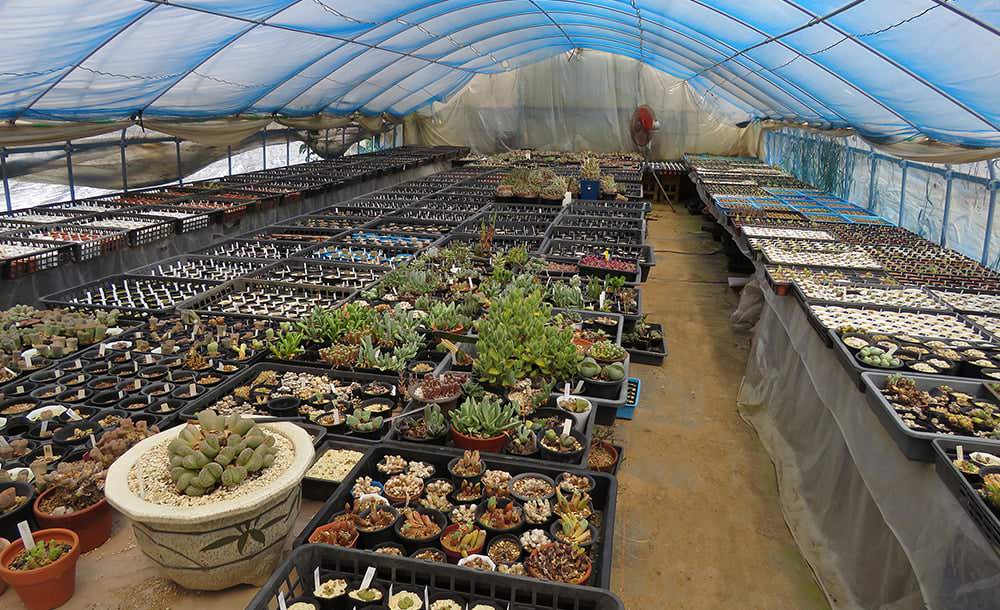 แคคตัสในญี่ปุ่น : แกรนแคคตัส (GRAN CACTAS) ชิบะ