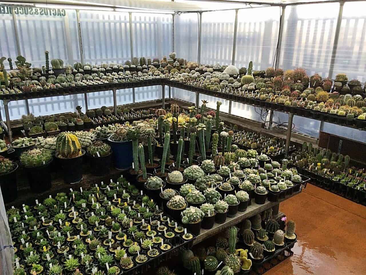 แคคตัส ญี่ปุ่น : Kakusen-en