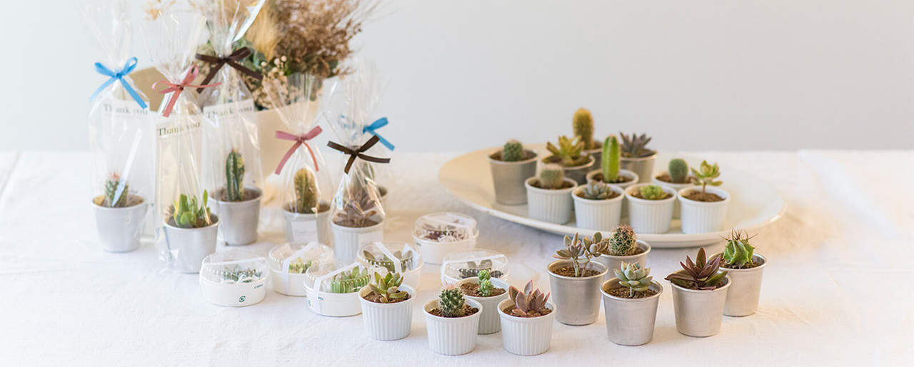 แคคตัส ญี่ปุ่น : ซอลxซอล (SolxSol)