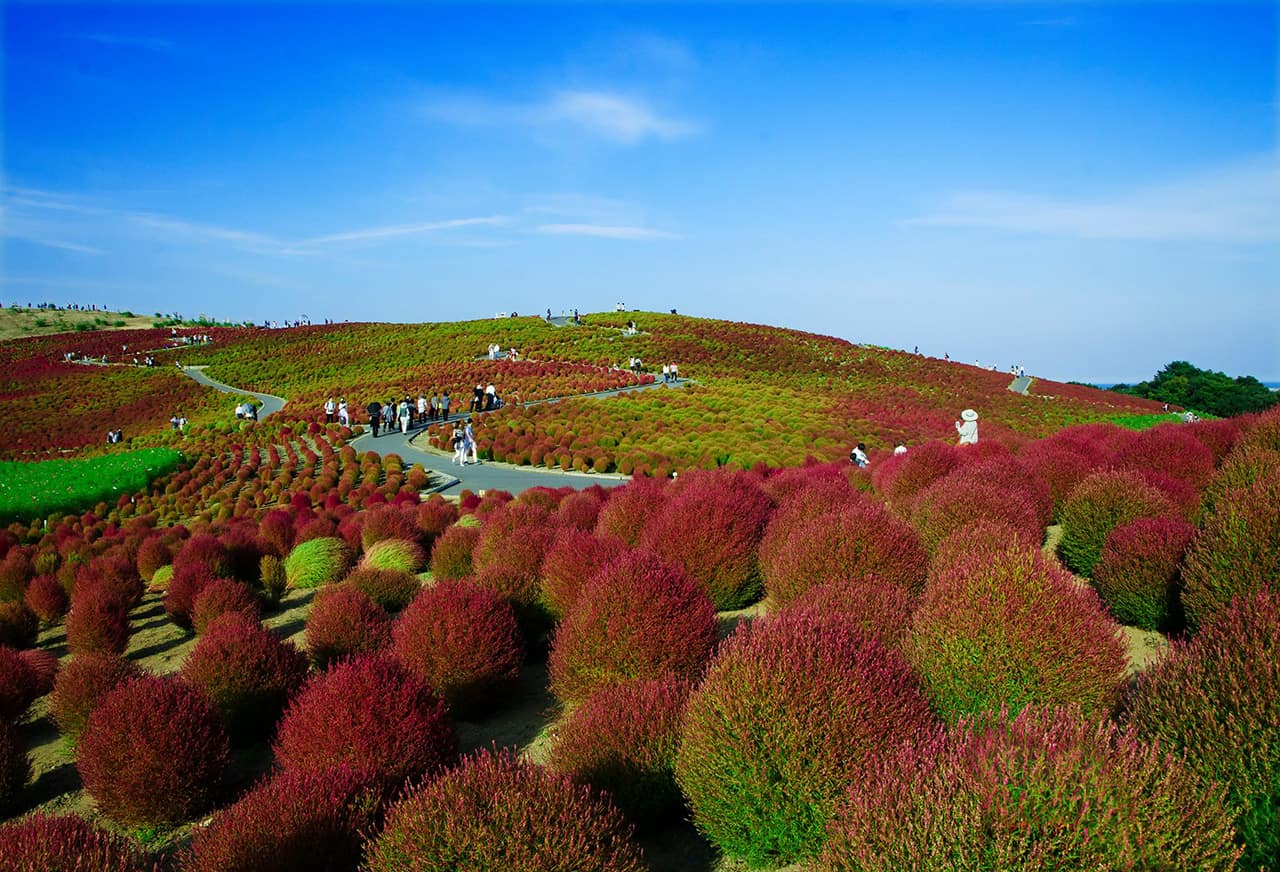 ต้นโคเชียกำลังผลัดสีที่สวนใน Hitachi Seaside Park
