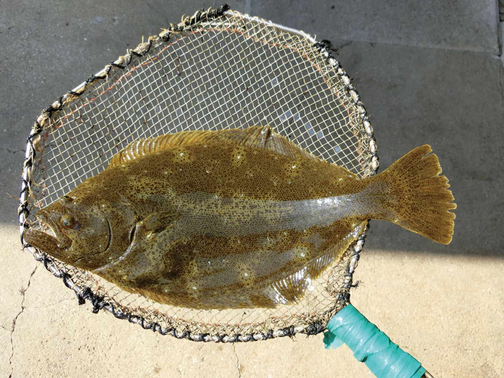 อาหาร จ.ยามากุจิ - ปลาคาซาโดะฮิราเมะ (Kasado Hirame)