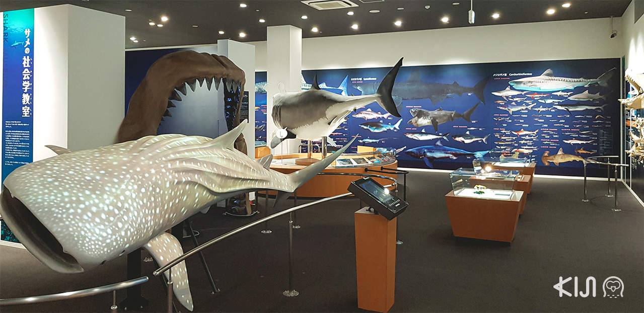 ที่เที่ยวตามเส้นทางของรถไฟ POKÉMON with YOU Train - Kesennuma Shark Museum