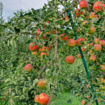 20200915_151836 copy