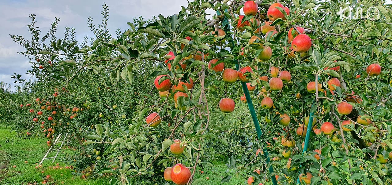 เที่ยว 3 จังหวัดในโทโฮคุตอนเหนือ (อาโอโมริ อิวาเตะ และ อาคิตะ) ด้วยบัตรโดยสาร JR East Pass - Hirosaki City ที่เที่ยวตามเส้นทางเดินรถไฟขบวน Resort Shirakami