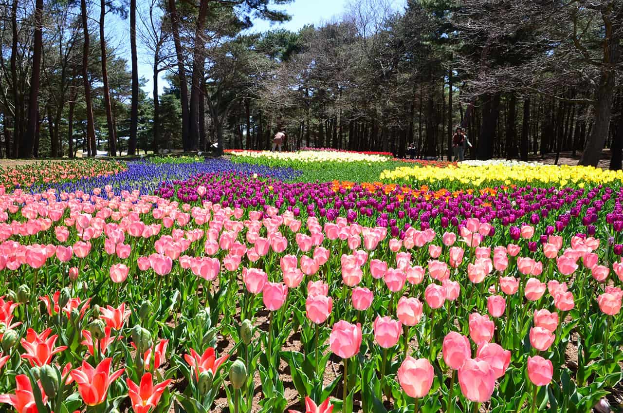 ทุ่งดอกทิวลิปภายในสวน Hitachi Seaside Park จังหวัดอิบารากิ