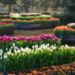 94c9d082b70e215e9cae8b784134876f