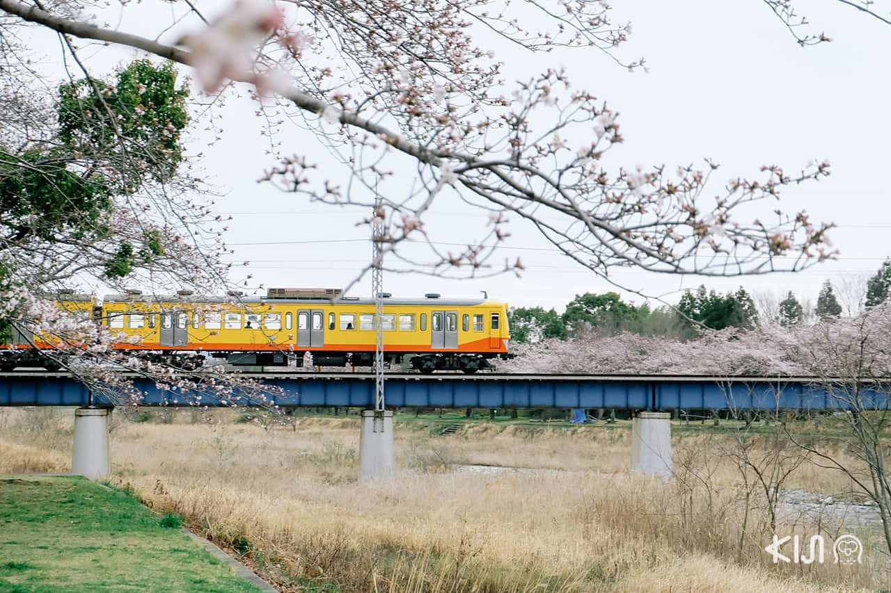 จุดชมซากุระ เลียบทางรถไฟในจ.มิเอะ (Mie)