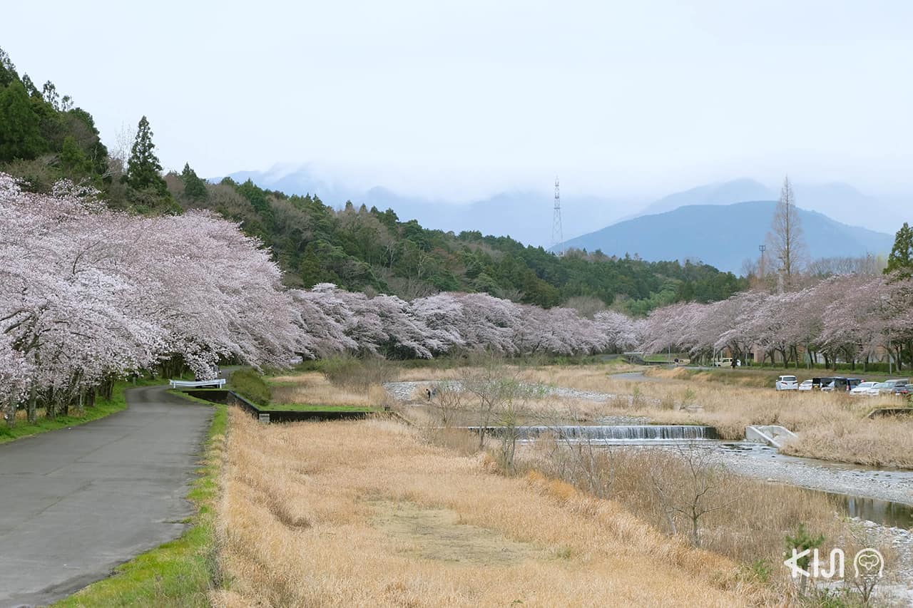 จุดชมซากุระ ใกล้สถานีไดอัน (Daian Station) จ.มิเอะ (Mie)