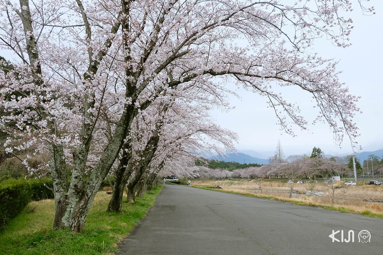 จุดชมซากุระ จ.มิเอะ (Mie) บริเวณสถานีไดอัน (Daian Station)
