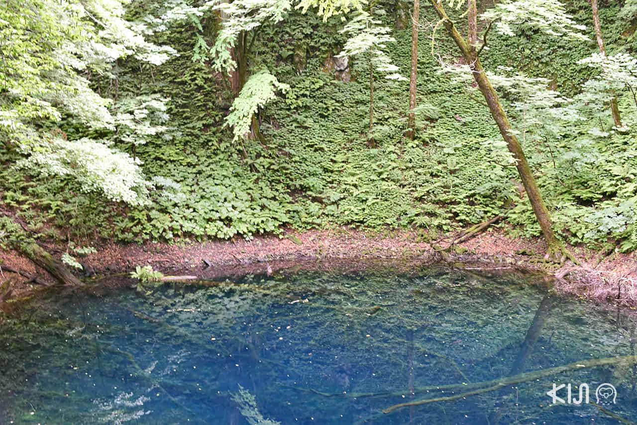 เที่ยว 3 จังหวัดในโทโฮคุตอนเหนือ (อาโอโมริ อิวาเตะ และ อาคิตะ) ด้วยบัตรโดยสาร JR East Pass - Aoike ที่เที่ยวตามเส้นทางเดินรถไฟขบวน Resort Shirakami