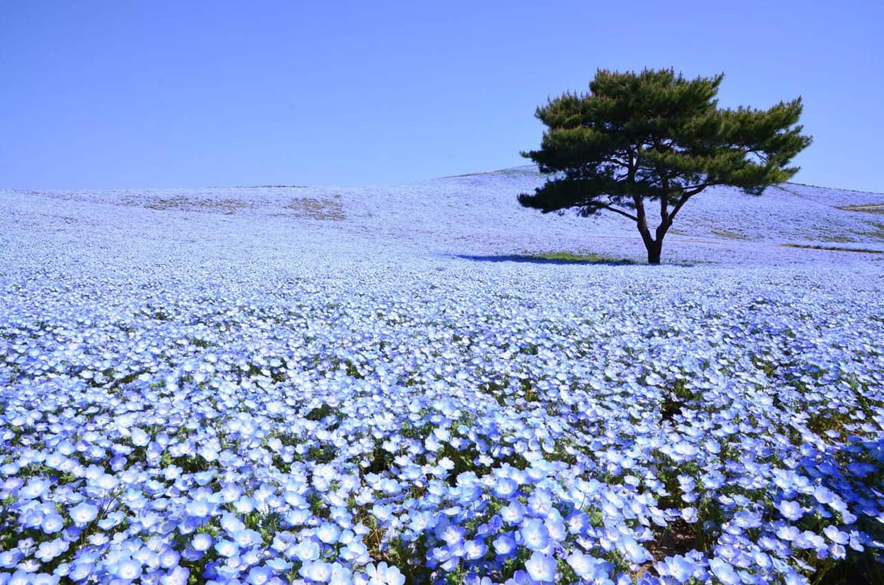 ทุ่งดอกไม้ใน Hitachi Seaside Park จังหวัดอิบารากิ ประเทศญี่ปุ่น
