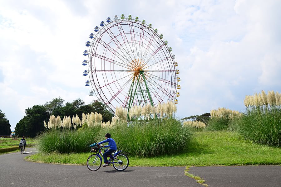สามารถเอาจักรยานมาปั่นที่ Hitachi Seaside Park แห่งนี้ได้