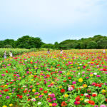 d990123bf5020cb12351779e667ba8ab