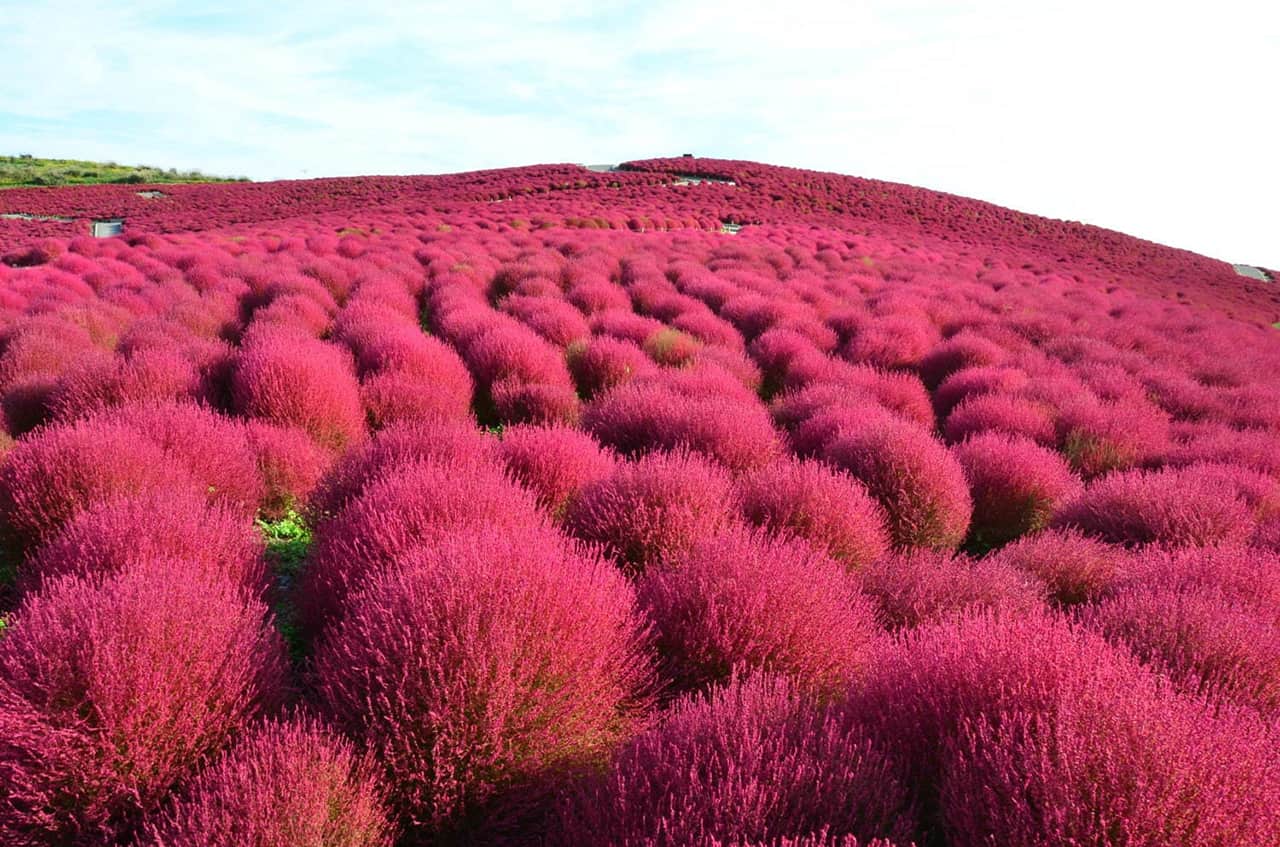 ต้นโคเชียผลัดสีในฤดูใบไม้ร่วงที่ Hitachi Seaside Park
