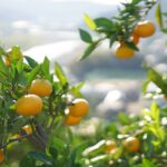 w1200 – 2025-09-26T111437.335