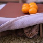 w1200 – 2025-09-26T111446.847