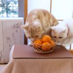 w1200 – 2025-09-26T111449.201