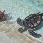 w1200 – 2025-09-24T150338.230