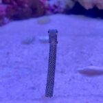 w1200 – 2025-09-24T150501.642