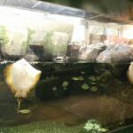 w1200 – 2025-09-24T150816.438