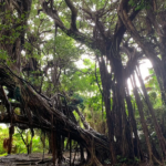 70190-3-009c310e1a2a587f259c074f006afb30-800×600