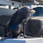 Kiji Web 1280 X 852 (4)