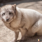 20140502_124750_foxinfonet