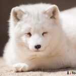 20140502_125021_foxinfonet