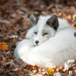 20141107_141638_foxinfonet